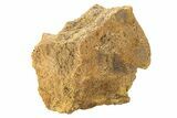 Bargain, Dinosaur Vertebra - Wyoming #292566-1